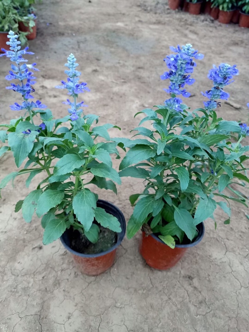 鼠尾草，蓝花鼠尾草，草花鼠尾草基地直发，量大