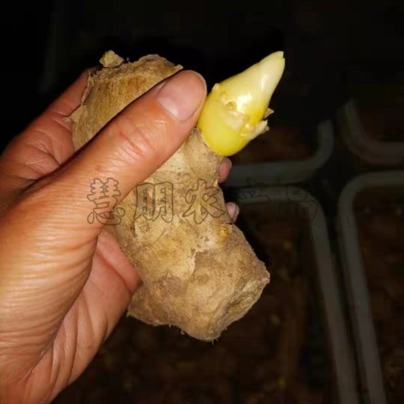 【推荐】山东优质大小生姜种368高产王种提供技术指导