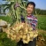 【推荐】山东优质大小生姜种368高产王种提供技术指导
