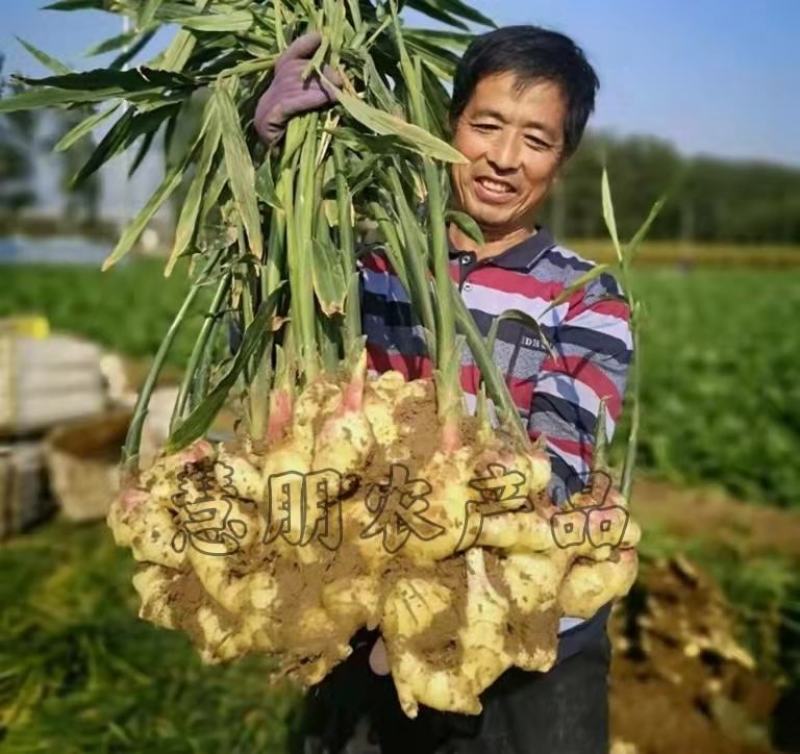 【推荐】山东优质大小生姜种368高产王种提供技术指导