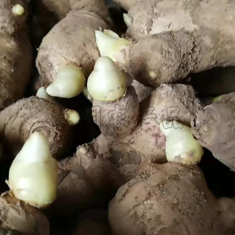 【推荐】山东优质大小生姜种368高产王种提供技术指导