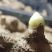 【推荐】山东优质大小生姜种368高产王种提供技术指导