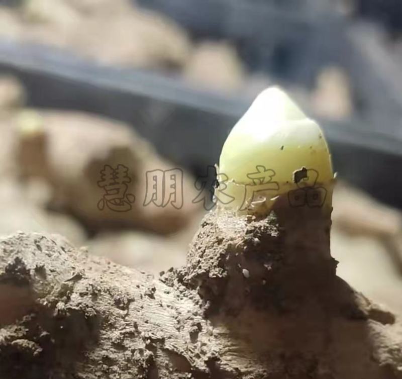 【推荐】山东优质大小生姜种368高产王种提供技术指导
