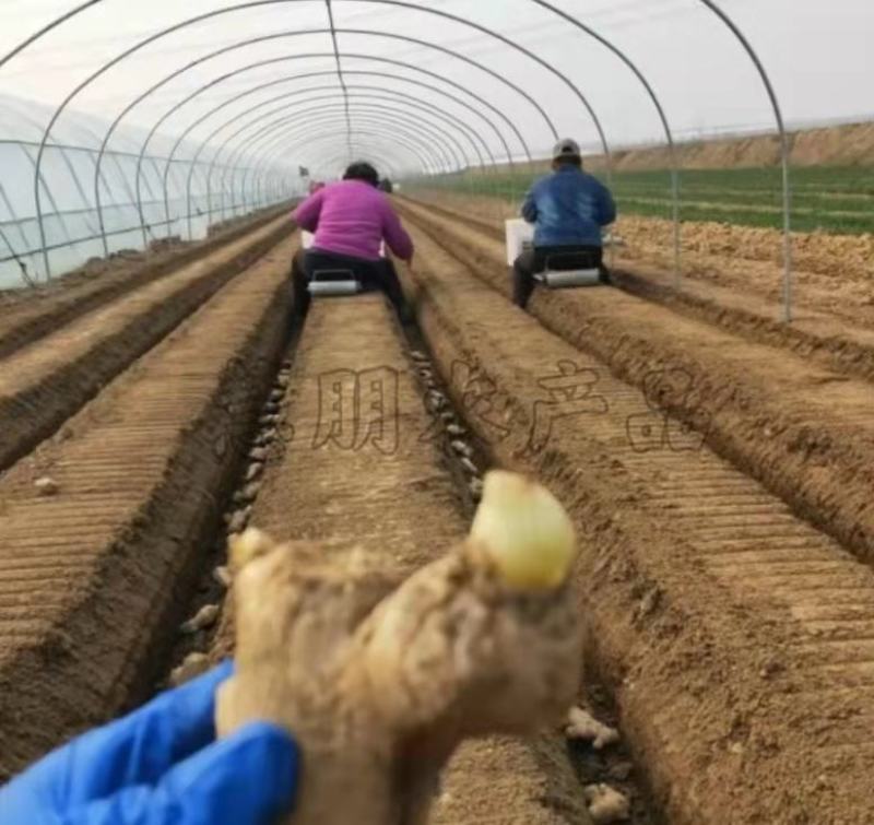 【推荐】山东优质大小生姜种368高产王种提供技术指导