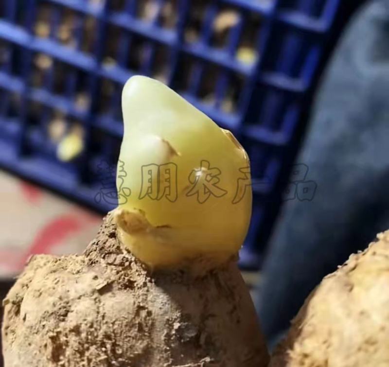 【推荐】山东优质大小生姜种368高产王种提供技术指导