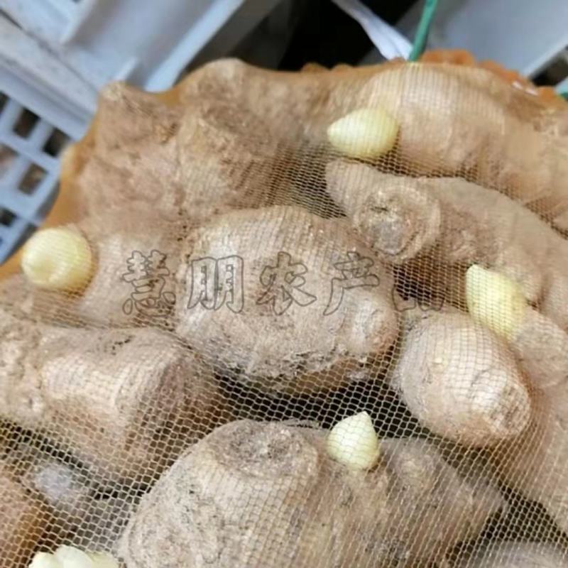 【推荐】山东优质大小生姜种368高产王种提供技术指导