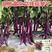杭茄种子线茄种子红线茄种子紫长茄子种子细长型