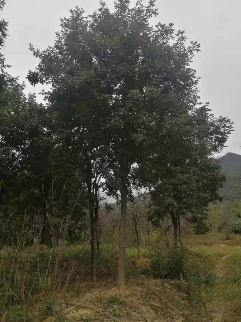 黄花风铃木多花、少花，胸径12公分，基地大量现货批发