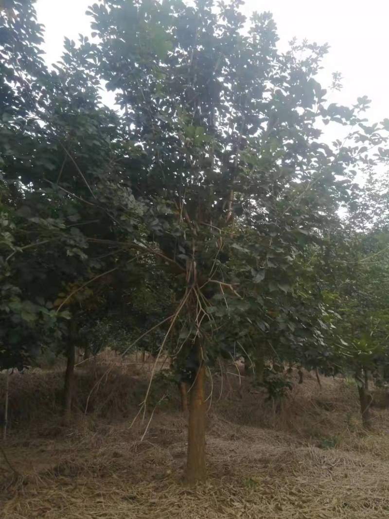 黄花风铃木多花、少花，胸径12公分，基地大量现货批发