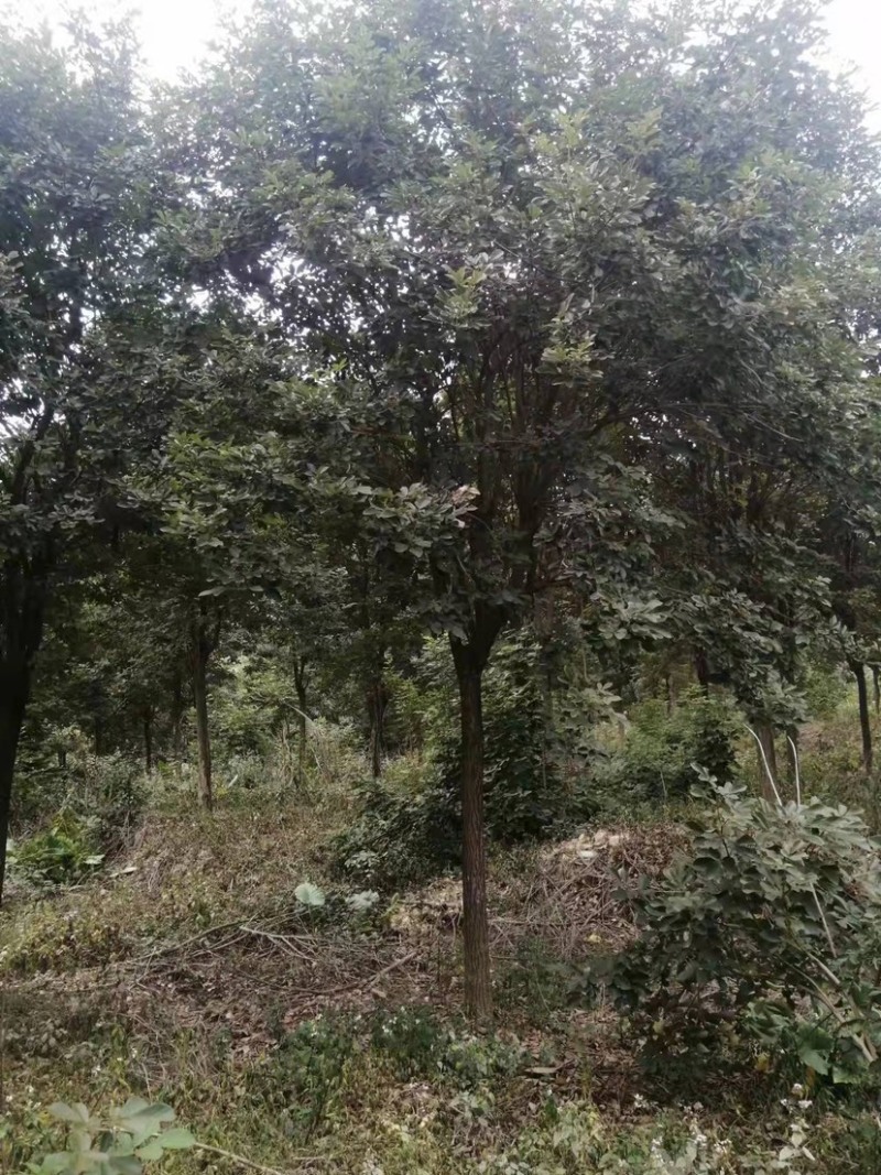 黄花风铃木多花、少花，胸径12公分，基地大量现货批发