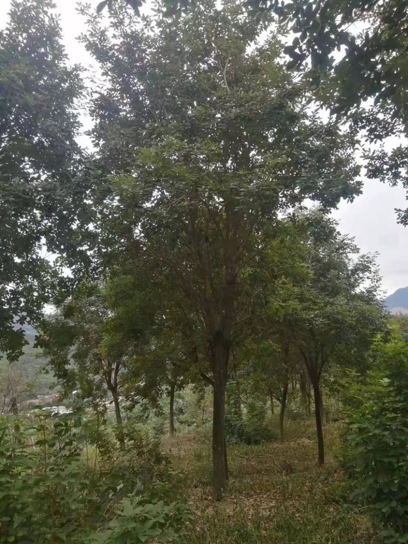 黄花风铃木多花、少花，胸径12公分，基地大量现货批发