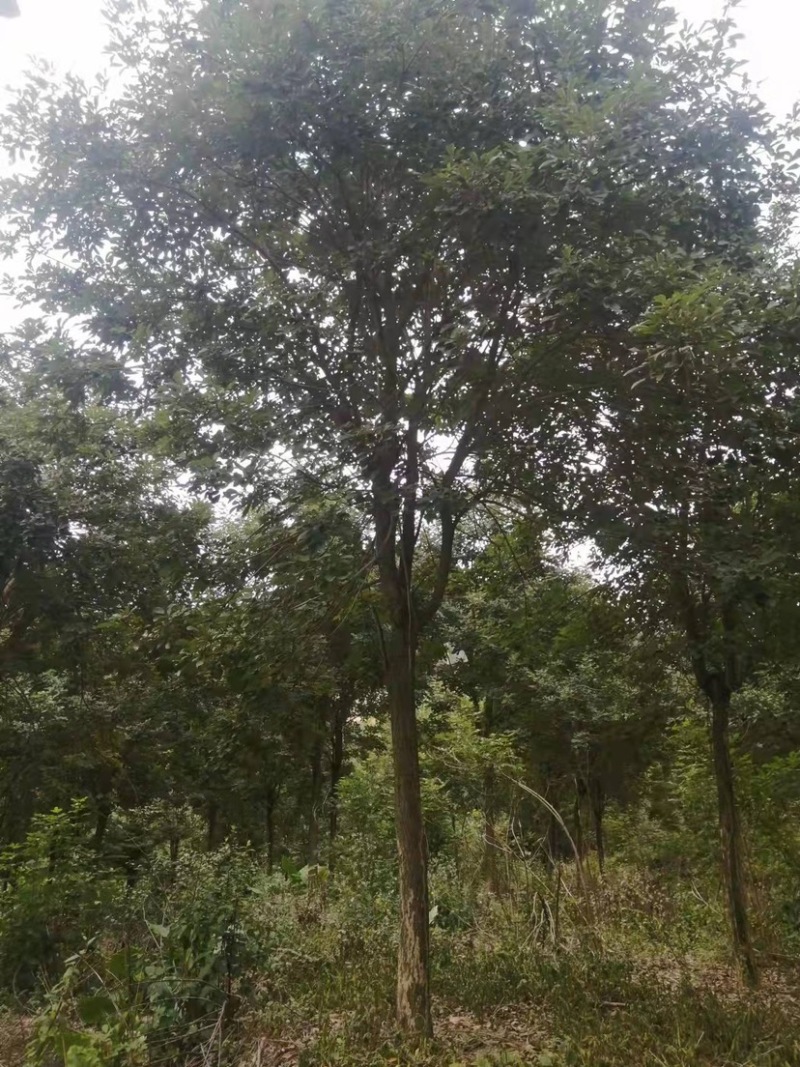 黄花风铃木多花、少花，胸径12公分，基地大量现货批发