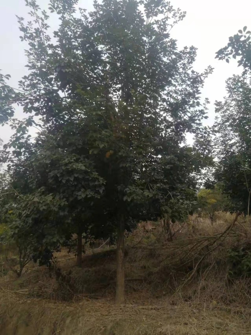 黄花风铃木多花、少花，胸径12公分，基地大量现货批发