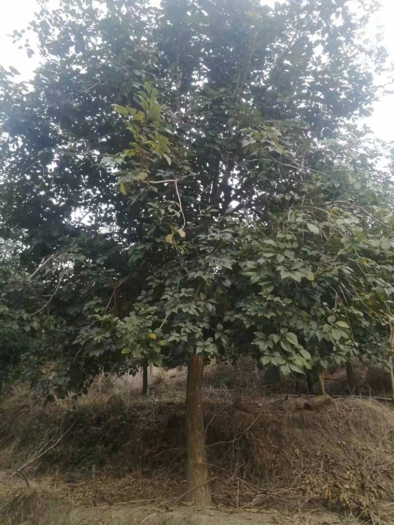 黄花风铃木多花、少花，胸径12公分，基地大量现货批发