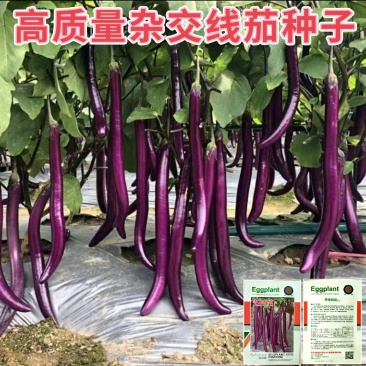 品质形杂交线茄种子长线茄子种子紫红杭茄种子