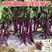 品质形杂交线茄种子长线茄子种子紫红杭茄种子