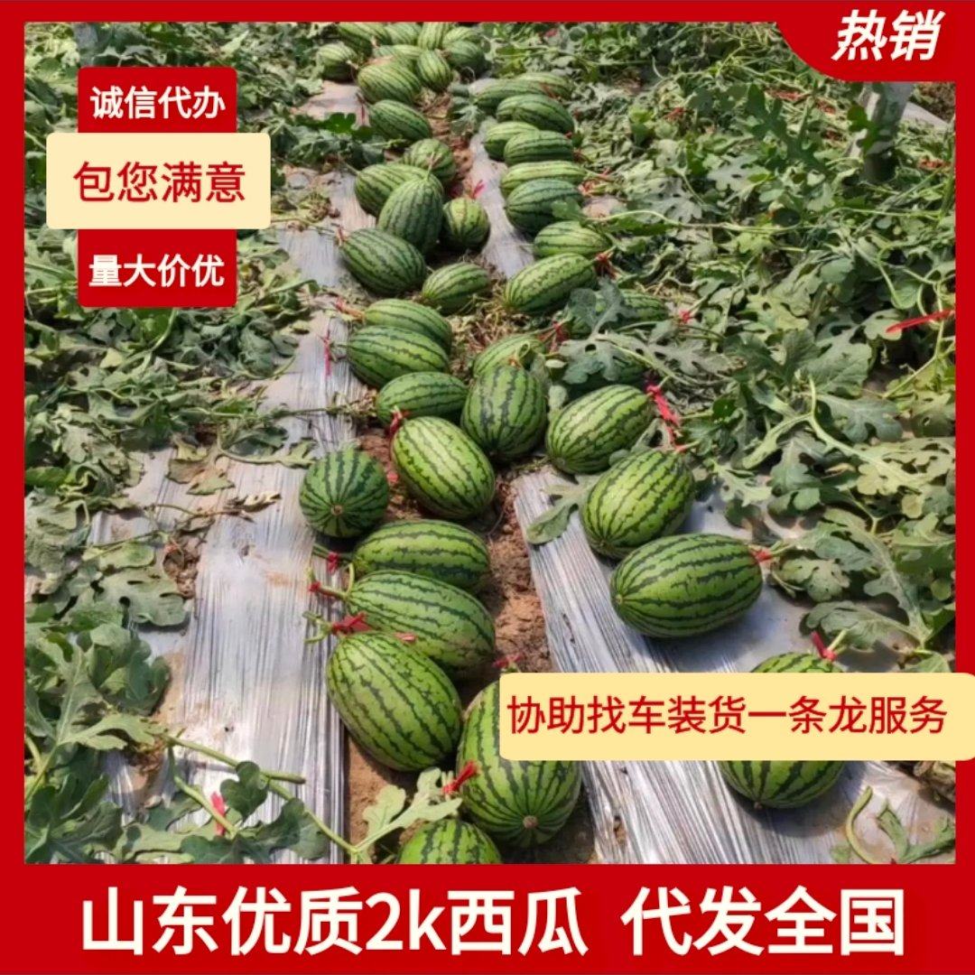 [全美2k西瓜批发]山东潍坊潍城区西瓜 0.50元/斤全美2K西 _ 一亩田