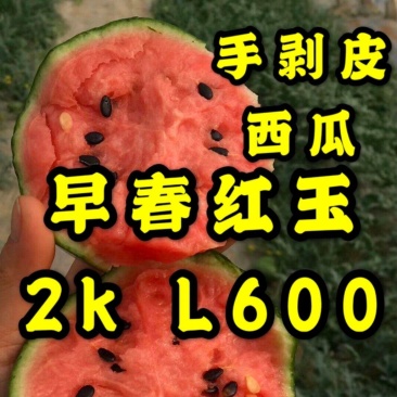 山东潍坊早春红玉2k西瓜吊瓜L600产地直发包装小工齐全