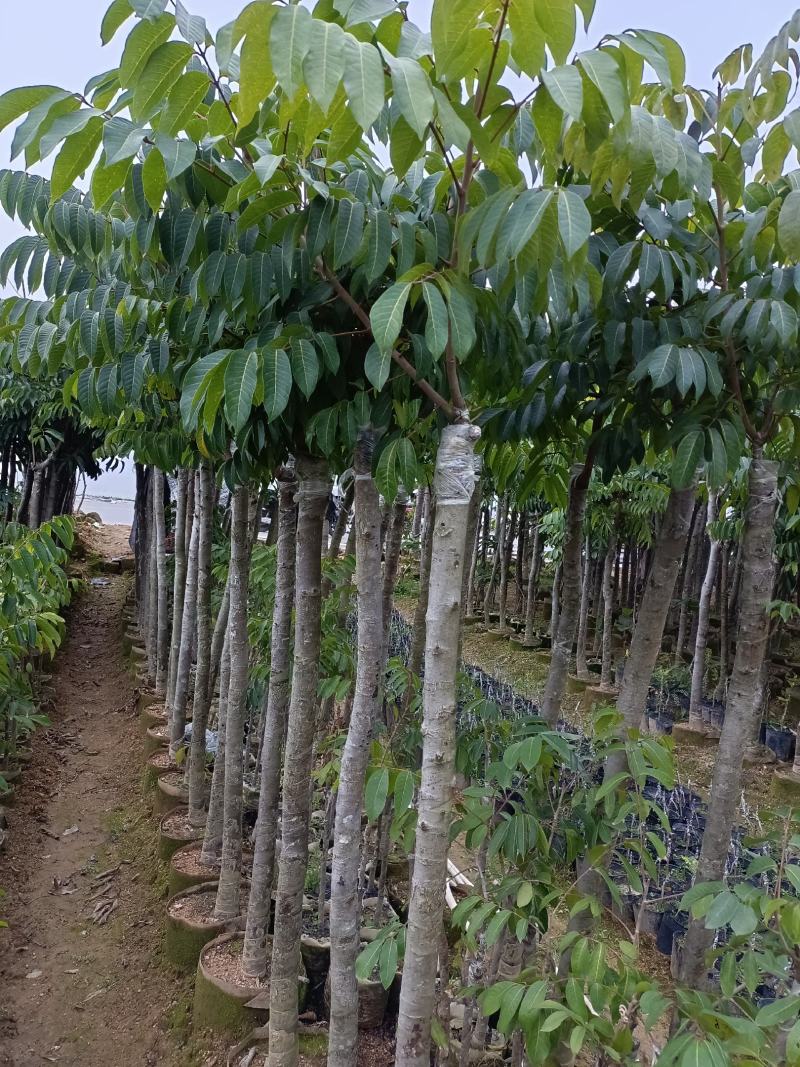 三棯橄榄