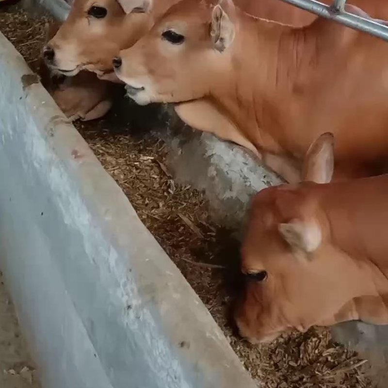 鲁西黄牛改良黄牛肉牛犊小黄牛犊黄牛养殖基地