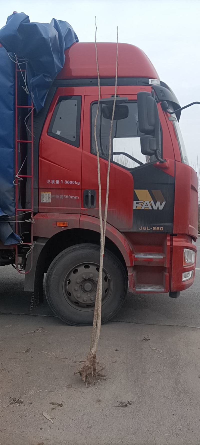 2~5公分无絮杨树苗，量大，需要的联系我