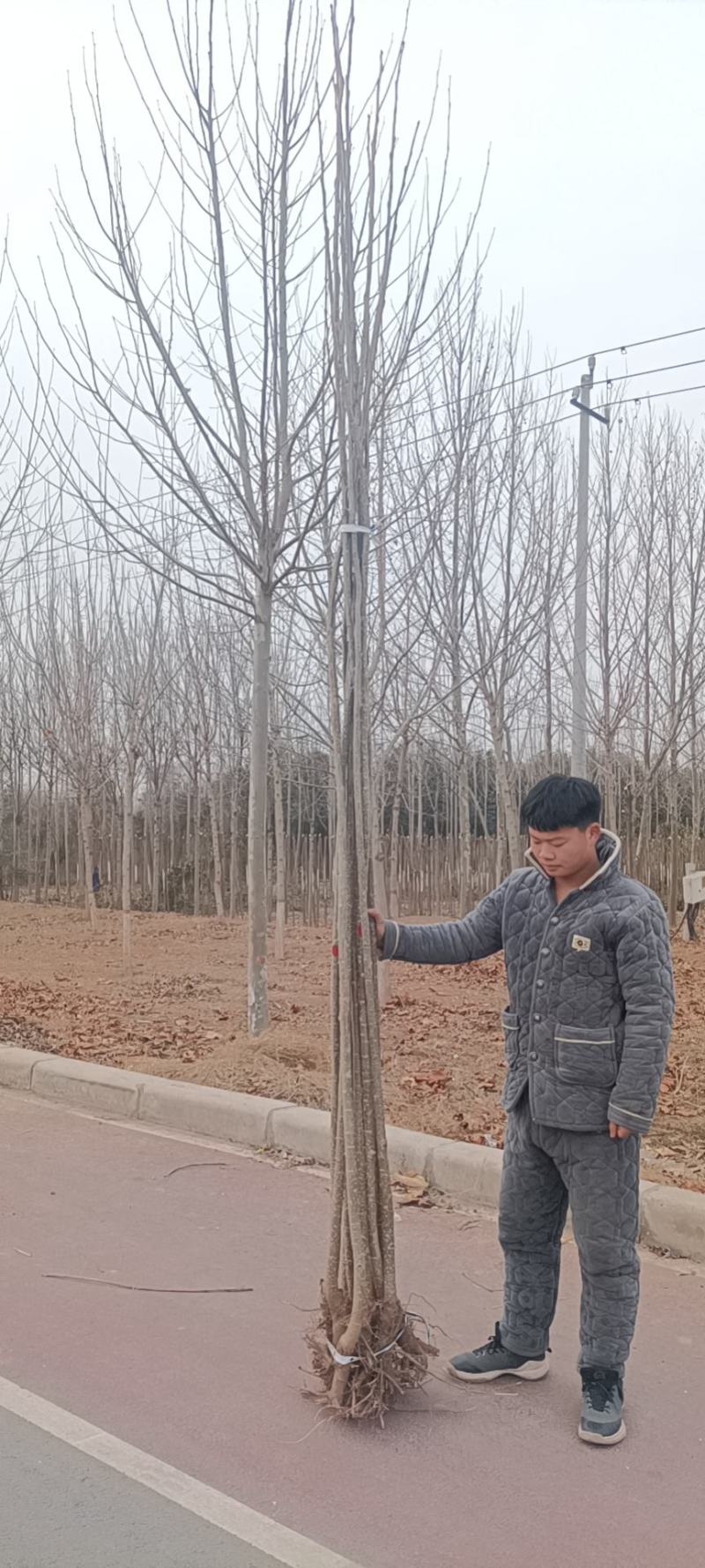 2~5公分无絮杨树苗，量大，需要的联系我