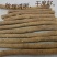 黄芪,甘肃黄芪棒新货,药典标准,道地药材产地直供