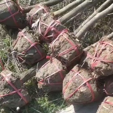 3-六公分桂花各种规格现货处理价格实惠。