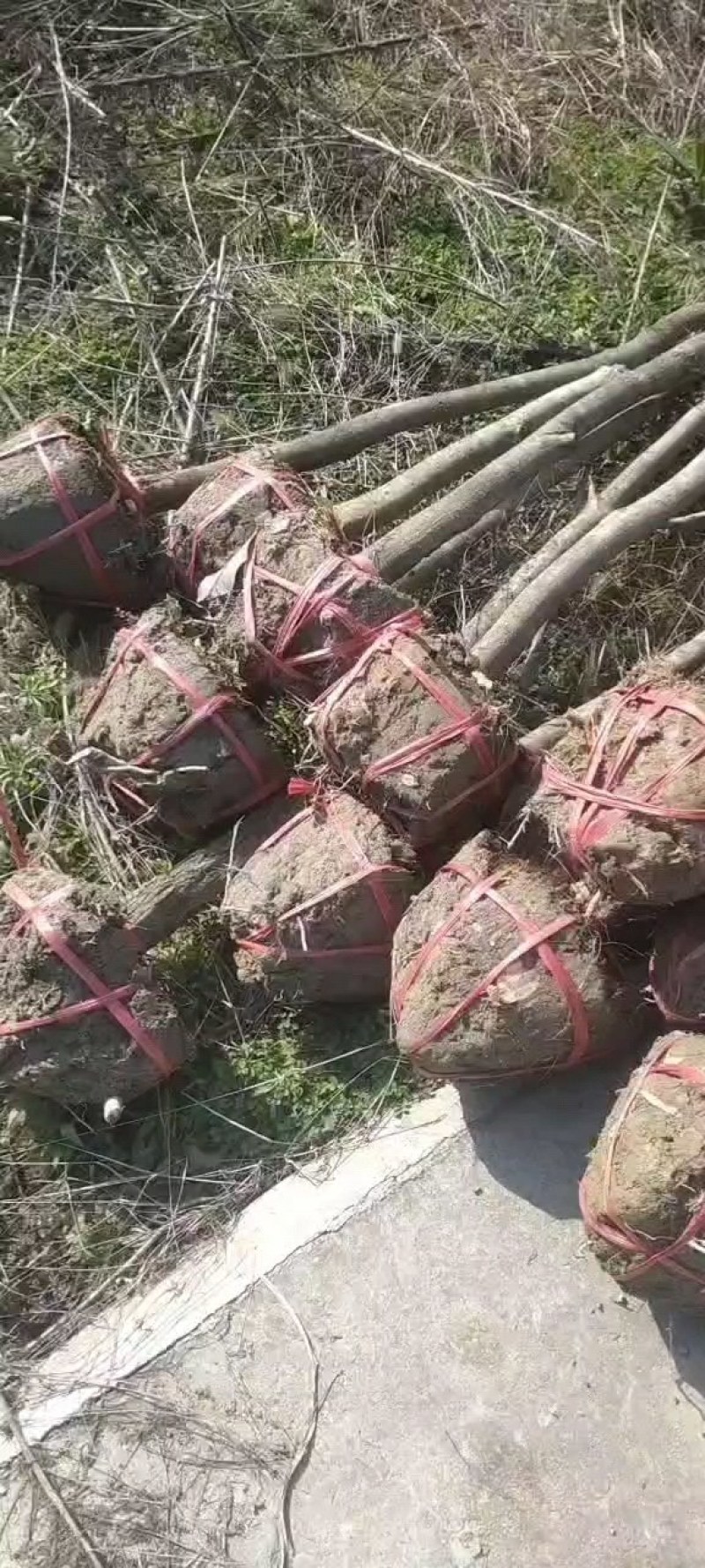 3-六公分桂花各种规格现货处理价格实惠。