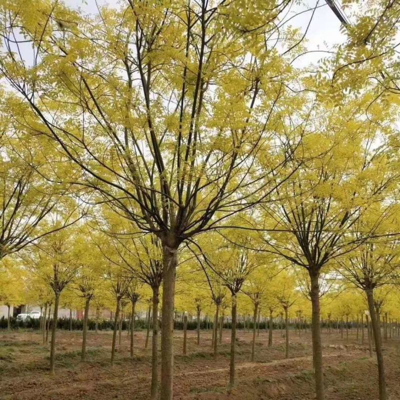 8公分金叶槐报价，河北金叶槐基地，绿曦苗圃