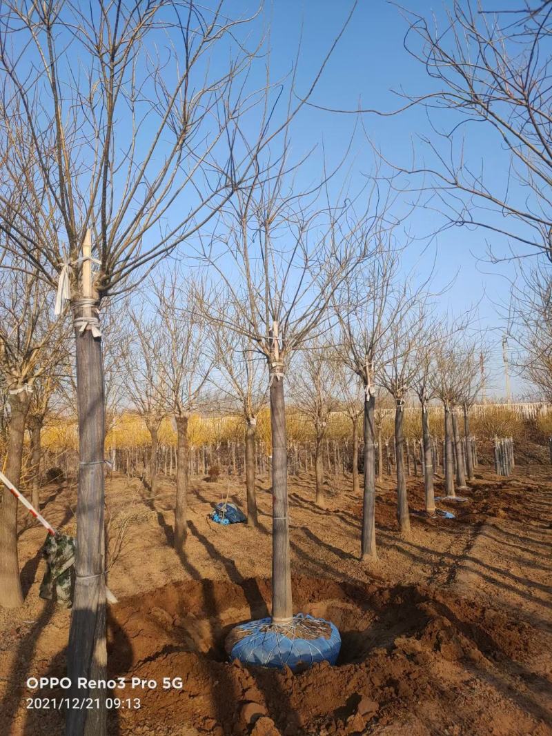8公分金叶槐报价，河北金叶槐基地，绿曦苗圃
