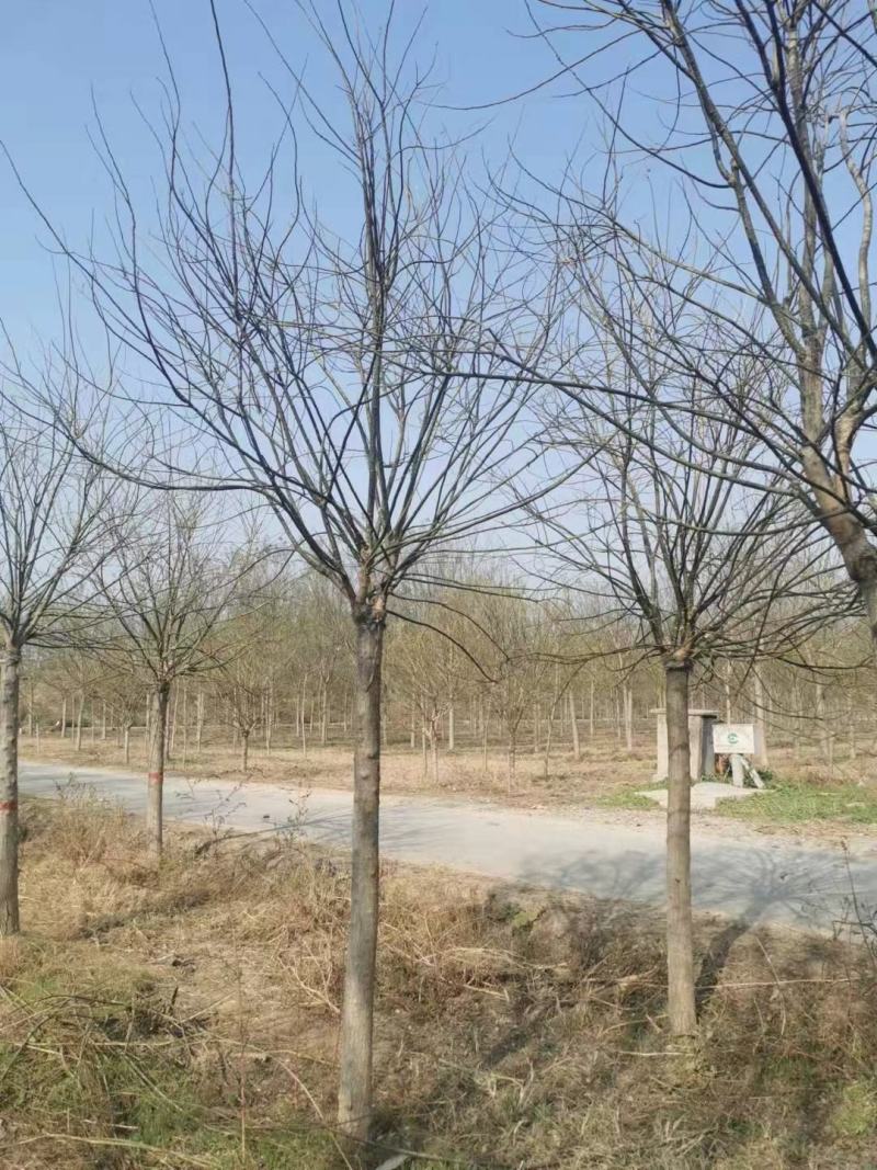 8公分金叶槐报价，河北金叶槐基地，绿曦苗圃