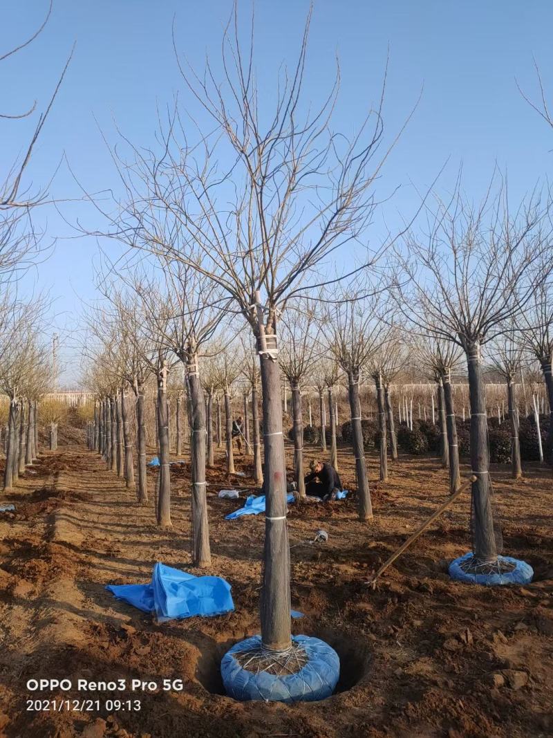 8公分金叶槐报价，河北金叶槐基地，绿曦苗圃