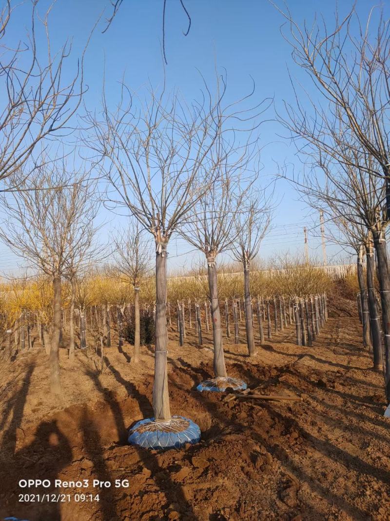 8公分金叶槐报价，河北金叶槐基地，绿曦苗圃
