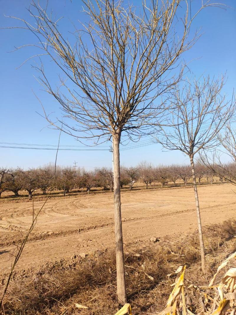 8公分金叶槐报价，河北金叶槐基地，绿曦苗圃