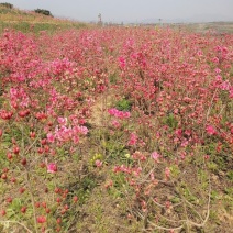 映山红苗三十公分以上带花苞大量供应