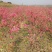 映山红苗三十公分以上带花苞大量供应