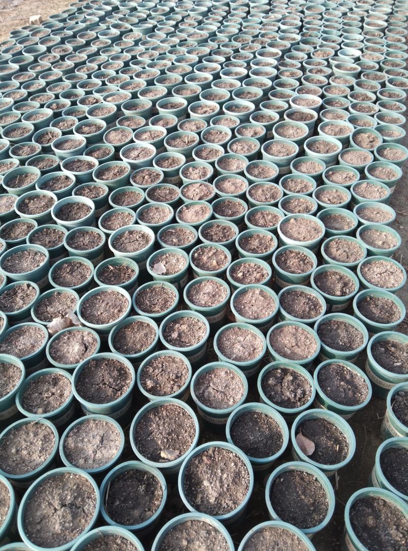 菏泽农户自种自销三到五年观赏芍药花苗盆栽芍药美植袋芍药