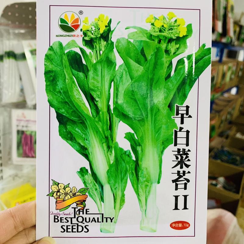 早白菜苔2号早熟白菜苔种子可连续采收4个月大尖叶微甜