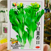 早白菜苔2号早熟白菜苔种子可连续采收4个月大尖叶微甜