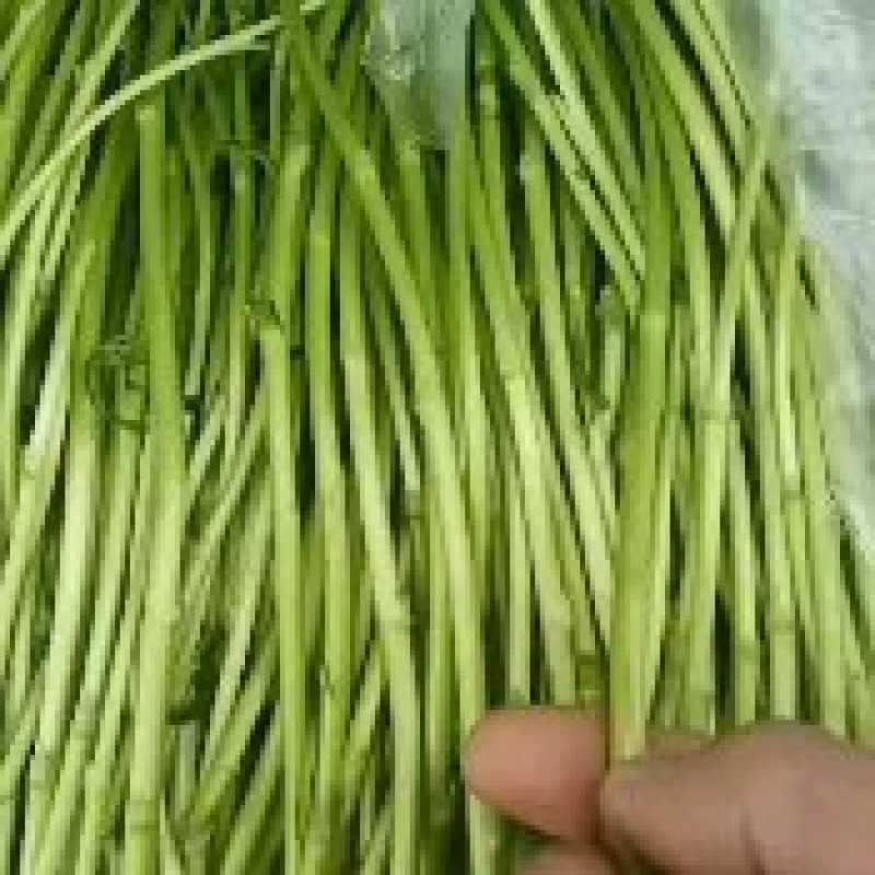 【优选】芦蒿，农家种植，青白蒿，地头直销，全嫩精品！