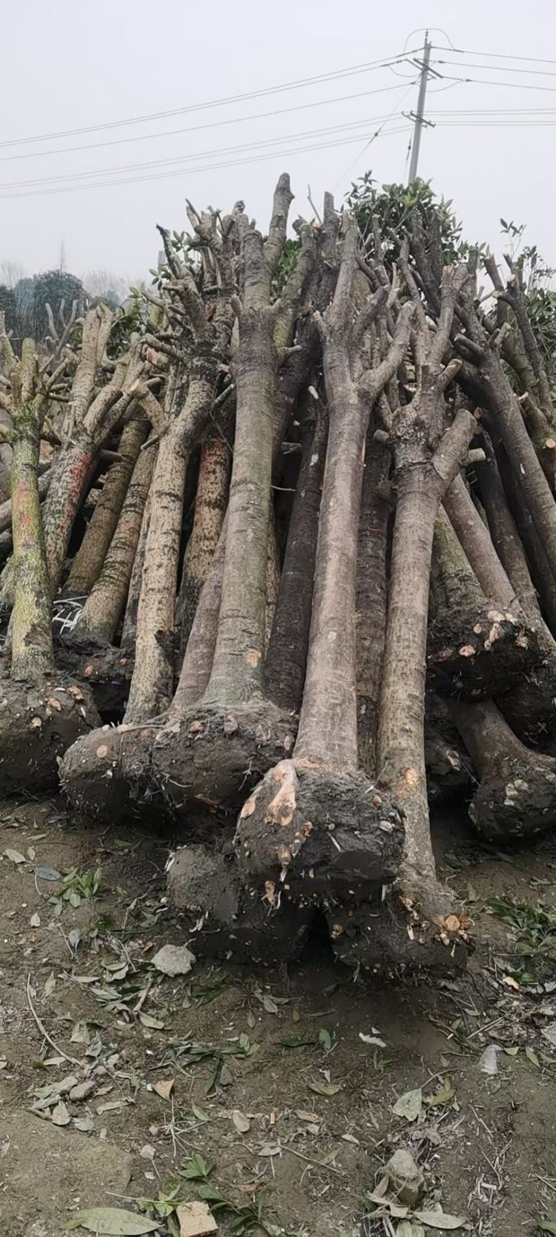 咸宁市华伟苗木大量供应各种规格占地桂花树，5至20公分。