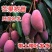 芒果树苗嫁接苗桂七芒果苗四季芒果苗贵妃芒果苗