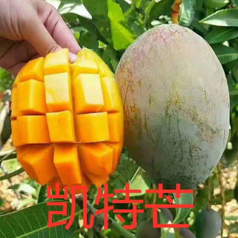 芒果树苗嫁接苗桂七芒果苗四季芒果苗贵妃芒果苗