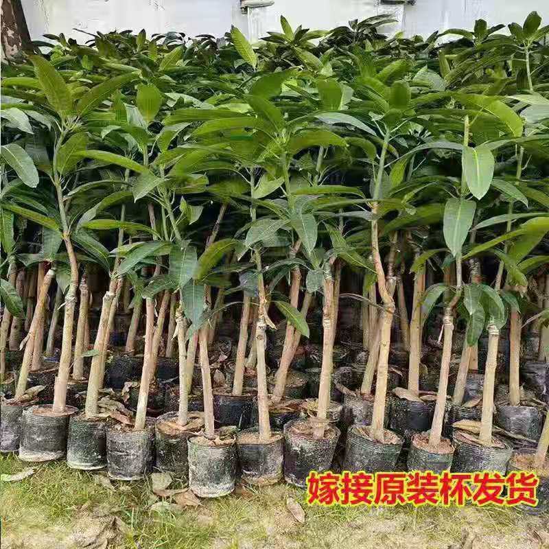 芒果树苗嫁接苗桂七芒果苗四季芒果苗贵妃芒果苗
