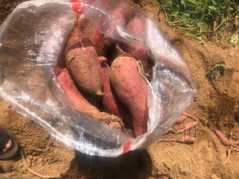 山东临沂日照红薯地瓜批发基地江苏安徽红薯地瓜价格