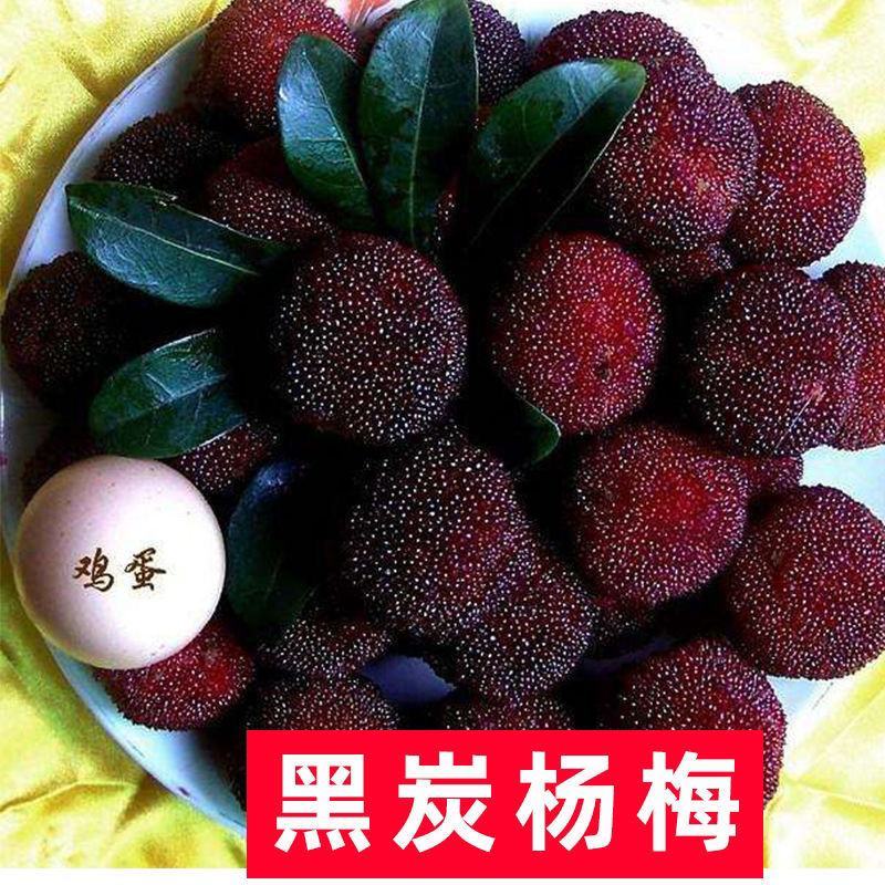 正宗东魁杨梅树苗嫁接黑炭早熟六月迟熟带叶带土发货精品次年