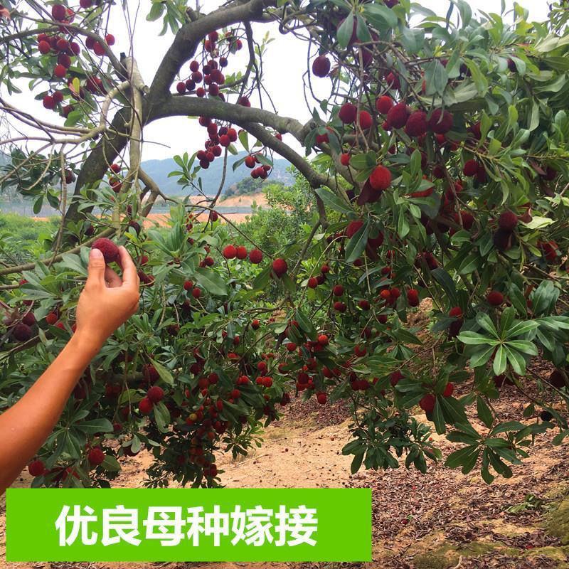 正宗东魁杨梅树苗嫁接黑炭早熟六月迟熟带叶带土发货精品次年