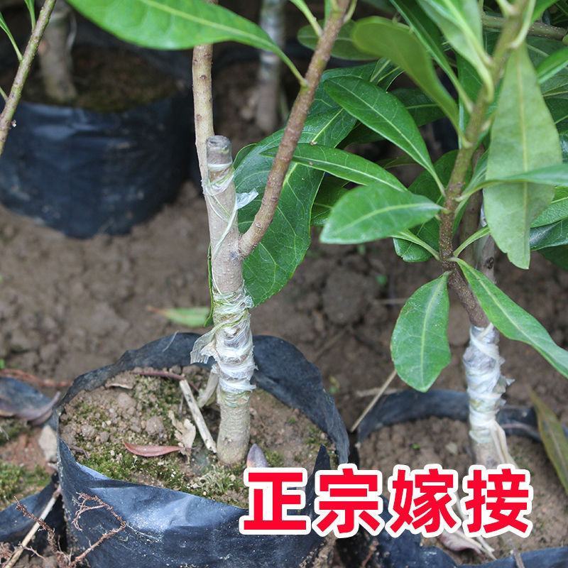 正宗东魁杨梅树苗嫁接黑炭早熟六月迟熟带叶带土发货精品次年