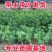 正宗东魁杨梅树苗嫁接黑炭早熟六月迟熟带叶带土发货精品次年